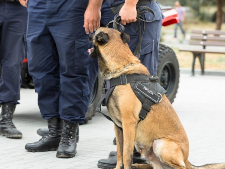 Interdyscyplinarne szkolenie z ochrony zwierząt dla reprezentantów różnych służb w Szkole Policji w Słupsku