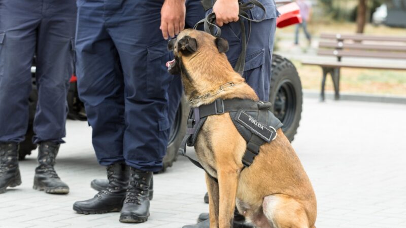 Interdyscyplinarne szkolenie z ochrony zwierząt dla reprezentantów różnych służb w Szkole Policji w Słupsku